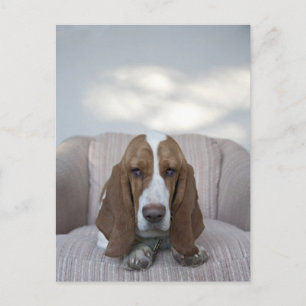 Basset Hound Postcard