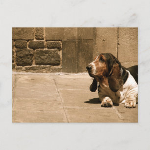 Basset Hound Postcard