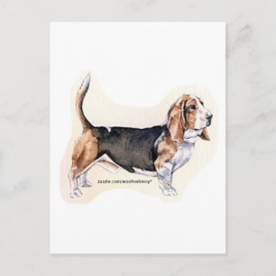 Basset Hound Postcard