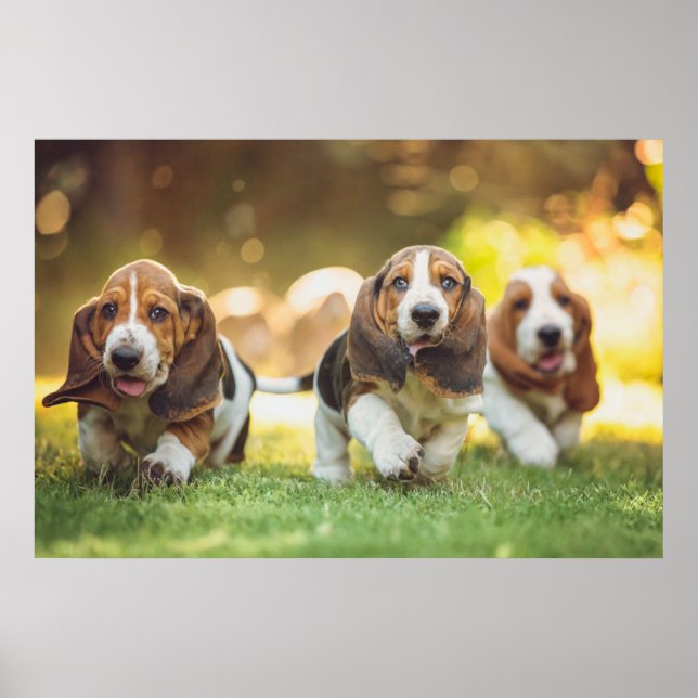 Basset Hound Puppies Running Poster (Front)