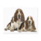 Basset Hound Puppy Dog Love, Hello Thinking of You