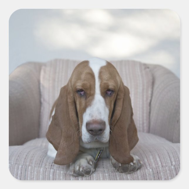 Basset Hound Square Sticker (Front)