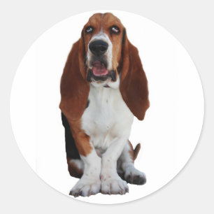 Basset Hound Stickers photo
