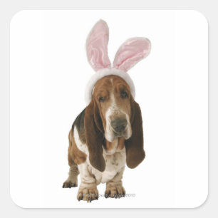 Basset hound with bunny ears square sticker