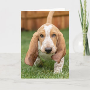 Basset Houng Puppy Walking Card