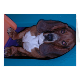 Bassett Hound