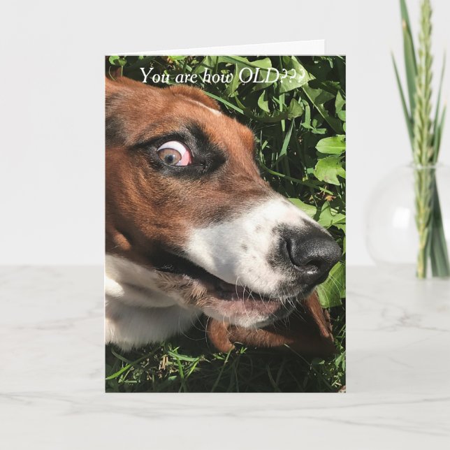 Bassett Hound Carte d'anniversaire drôle (Devant)