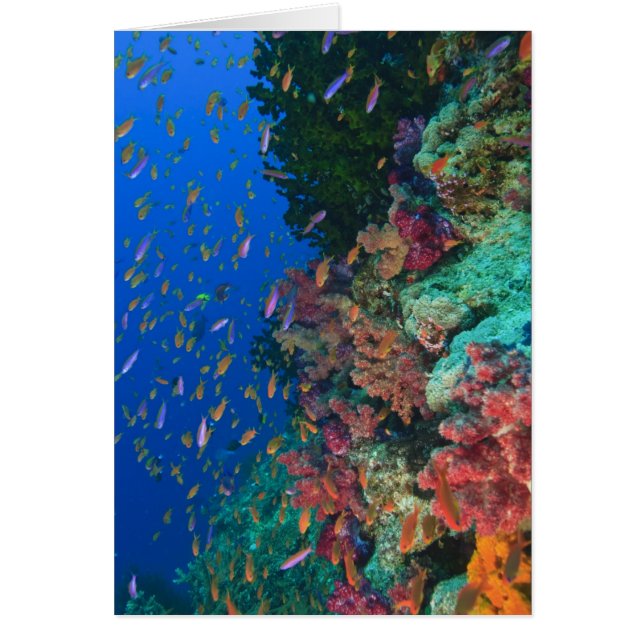 Bassettes de fées de l'école (Pseudanthias) (Devant)