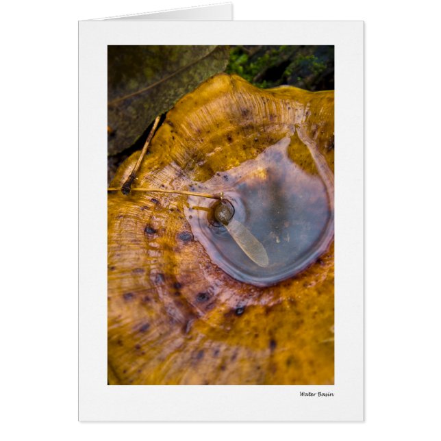 Bassin de l'eau (Devant)