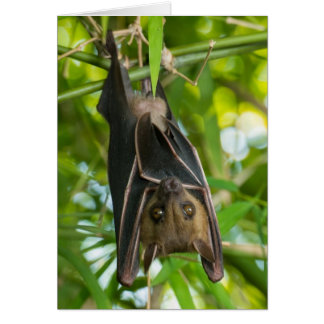 Bat