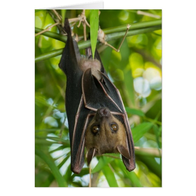 Bat (Front)