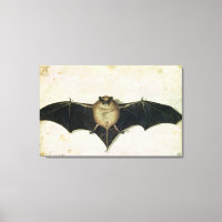 Bat, 1522