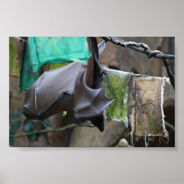 Bat (3) - poster / print (Front)