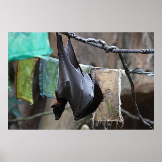 Bat (6) - affiche / impression (Devant)