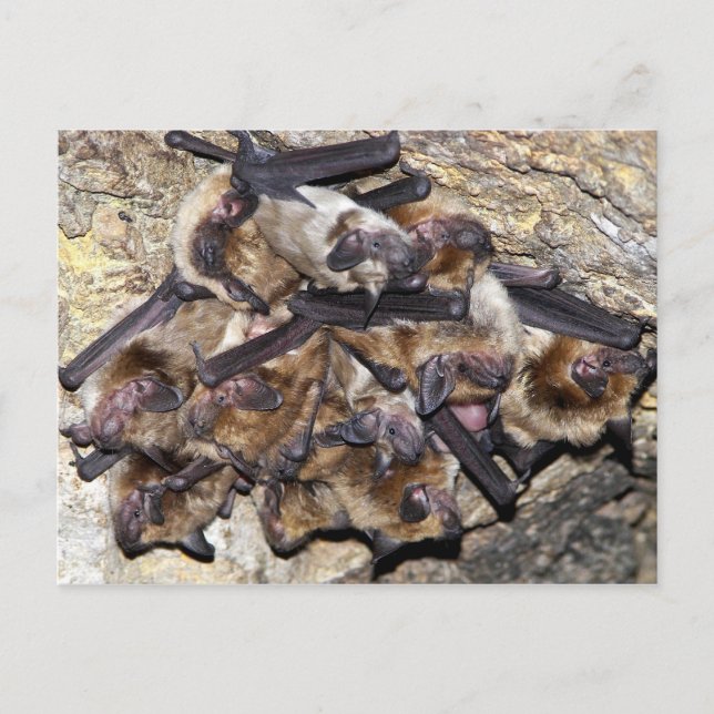 Bat Attack Day Postcard (Front)