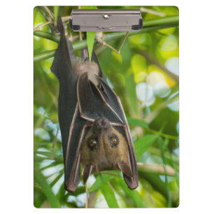Bat Clipboard