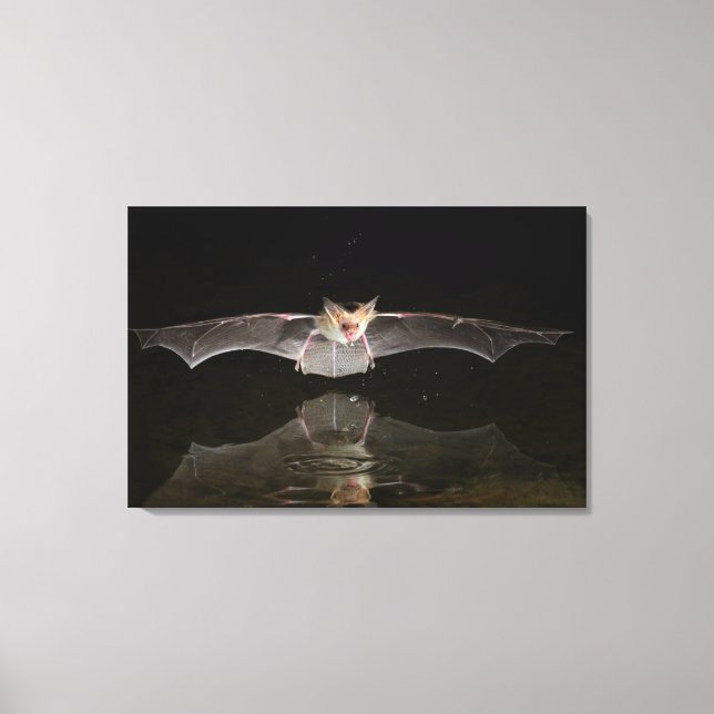 Bat drinking in flight, Arizona Canvas Print (Front)