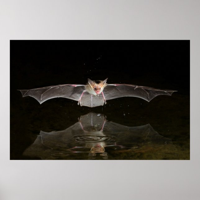 Bat drinking in flight, Arizona Poster (Front)