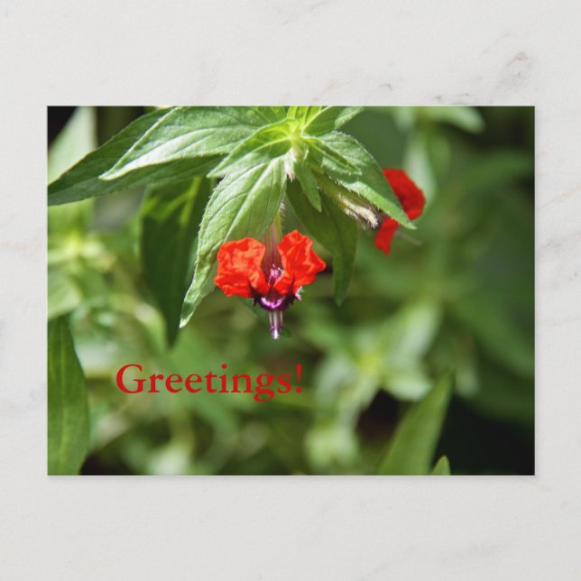 Bat Face Flower Postcard (Front)