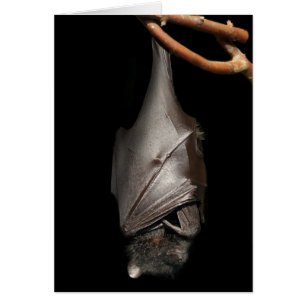 Bat on Black