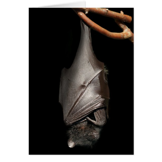 Bat on Black (Front)