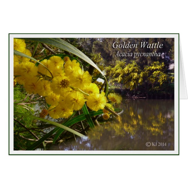 Bataille d'or - Acacia pycnantha (Devant horizontal)