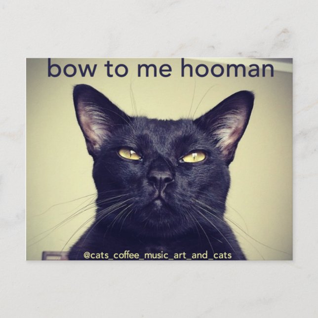 Batcat: Bow to me hooman Postcard (Front)