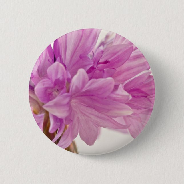 Batchelor Button (Front)