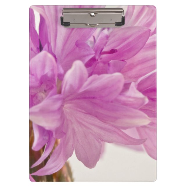 Batchelor Button Clipboard (Front)