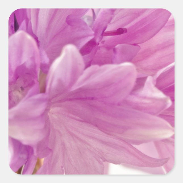 Batchelor Button Square Sticker (Front)