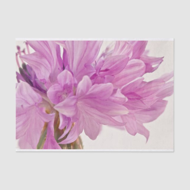 Batchelor Button Tissue Paper (Front)