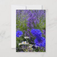 Batchelor Buttons & Lavender