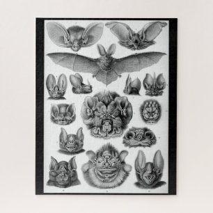 Bateaux Vintages d'Ernest Haeckel, puzzle de 525 p