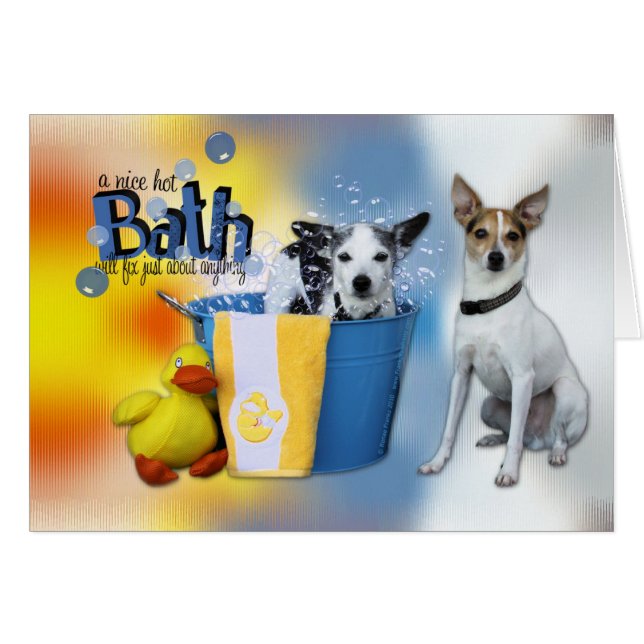 Bath chaud - Rat terrier (Devant horizontal)