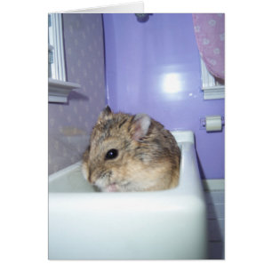 Bath de hamster