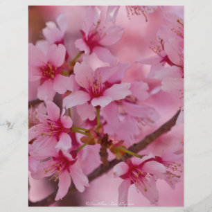 Bathed in Pink Japanese Cherry Blossoms