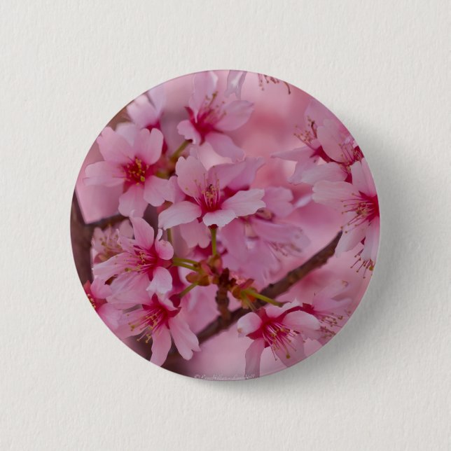 Bathed in Pink Japanese Cherry Blossoms 2 Inch Round Button (Front)