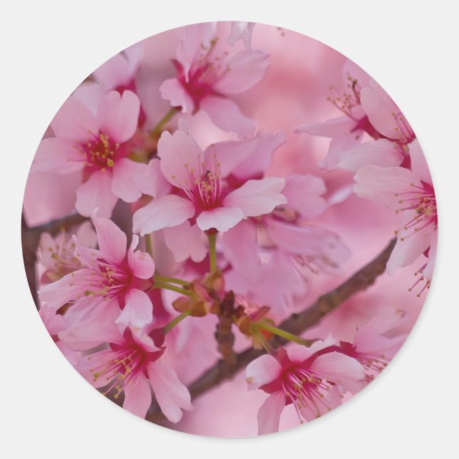 Bathed in Pink Japanese Cherry Blossoms Classic Round Sticker (Front)