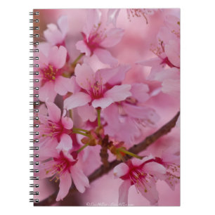 Bathed in Pink Japanese Cherry Blossoms Notebook