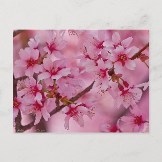 Bathed in Pink Japanese Cherry Blossoms Postcard (Front)
