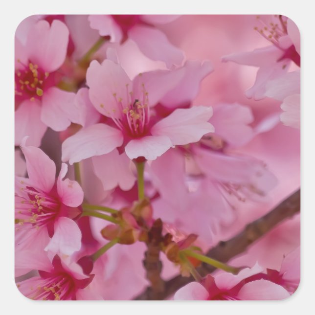 Bathed in Pink Japanese Cherry Blossoms Square Sticker (Front)