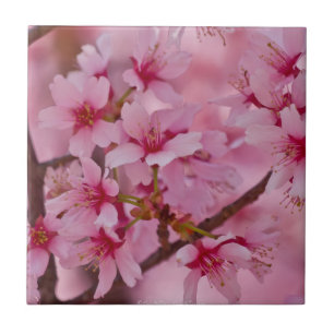 Bathed in Pink Japanese Cherry Blossoms Tile