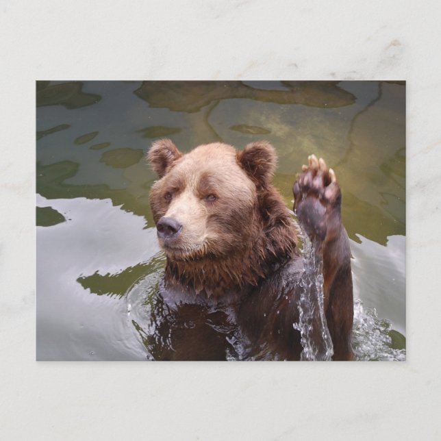 Bathing Brown Bear  Postcard (Front)