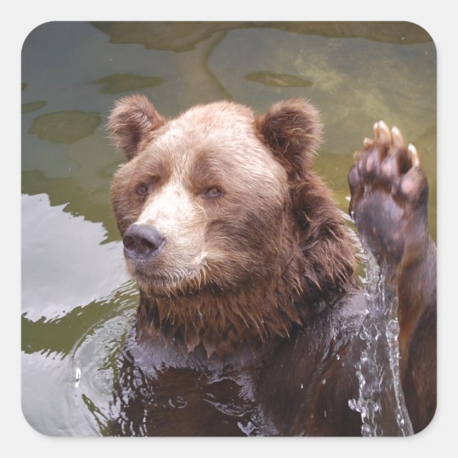 Bathing Brown Bear  Stickers (Front)