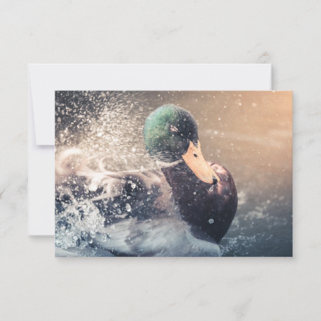 Bathing Duck Nature Photo Card (Front)