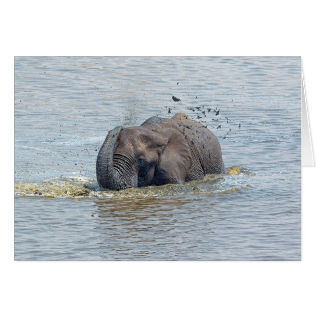 Bathing elephant (Front Horizontal)