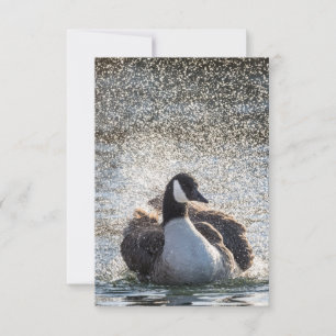 Bathing Goose Nature Photo Card