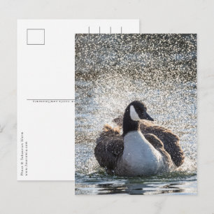 Bathing Goose Nature Photo Postcard