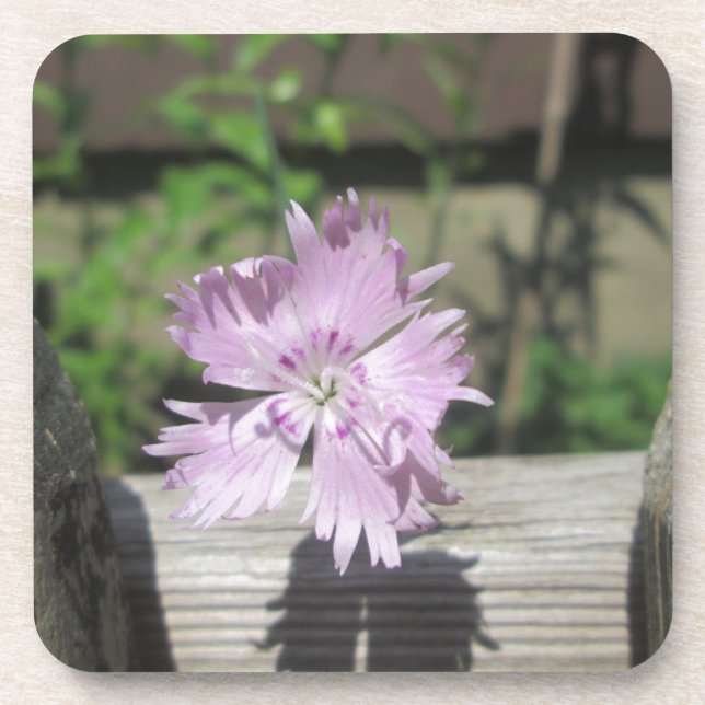 Baths Pink Dianthus on Fence Coaster (Front)