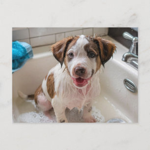 Bathtime Puppy in Sink Postcard